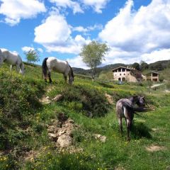 Vallmajor EqEstre (Girona)