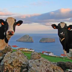 Casa Dos Cotas (Azores)